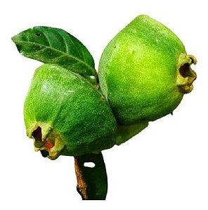 Muda De Cambuci Exótica Da Mata Atlântica Para Produzir