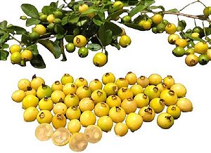Muda De Cambuí Amarelo Pichiché Exótico Espécie Em Extinção