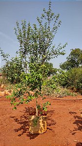 Pitanga Vermelha Nativa