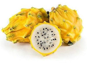 Muda De Pitaya Amarela Fruta do Dragão Exótica E Rara - Boni Store