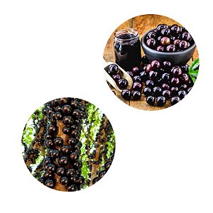 Kit com 2 Mudas de Jabuticaba Híbrida c/  0,80cm Próximo de Produzir