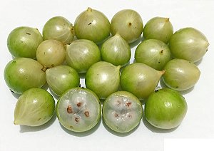 Muda De Jabuticaba Branca Exótica E Muito Rara Para Produzir