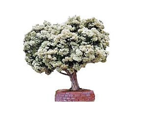 Muda de Melaleuca Alternifolia Planta Medicinal Exótica Rara