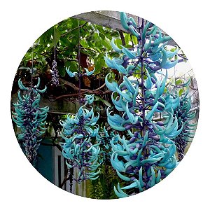 Muda De Jade Azul Exótica E Rara Para Florir