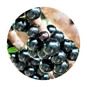 Muda de Jabuticaba Sabará Doce
