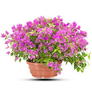 Primavera da Folha Variegata