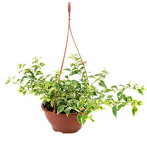 Rara Muda de Primavera da Folha Variegata