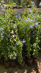 Bela Emília Azul (Plumbago)