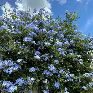 Bela Emília Azul (Plumbago)