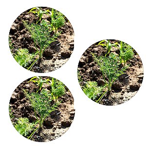 Kit 3 Mudas de Erva Doce Funcho Ótimo Para Infusões Aromáticas