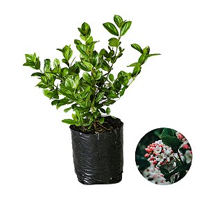 Muda De Viburno Atrai Borboletas Ideal Para Casas e Jardins