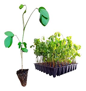 Kit com 192 Mudas de Sansão do Campo com Espinhos Ideal para Cerca