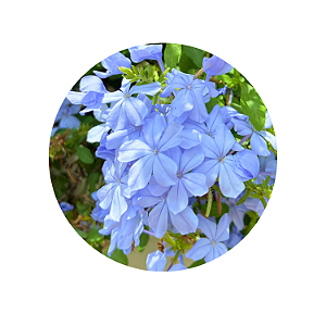 Kit 10 Mudas de Bela Emília Azul (Plumbago auriculata)