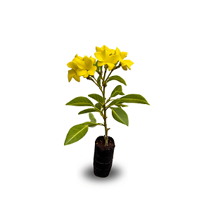 Muda de Alamanda Amarela