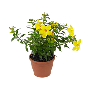Alamanda Amarela