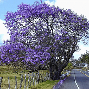 Jacarandá Mimoso Roxo