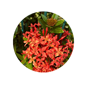 Kit 45 Mudas de Mini Ixoria Vermelha