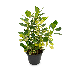 Clusia Variegata (Clusia fluminensis)