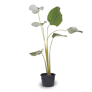 Maranta Charuto (Calathea Lutea)