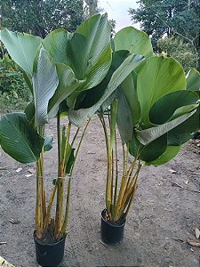Maranta Charuto (Calathea Lutea)