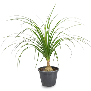 Pata de Elefante (Beaucarnea recurvata)