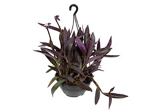 Trapoeraba Roxa (Tradescantia pallida)