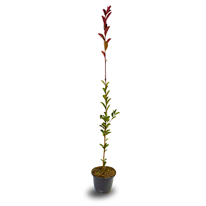 Fotínia (Photinia) 1 metro Para Cerca Viva