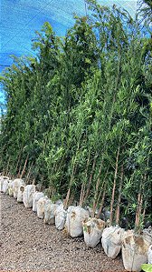 Podocarpo (Podocarpus) - mudas de 1 a 3 metros