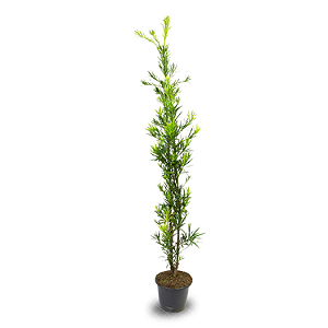 Podocarpo (Podocarpus) - mudas de 1 a 3 metros