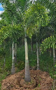 Palmeira Rabo de Raposa (Wodyetia bifurcata) - vários tamanhos