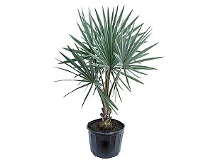 Palmeira Azul (Bismarckia nobilis)