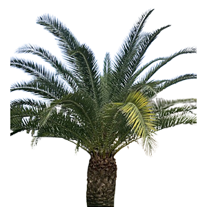 Tamareira Canariense (Phoenix canariensis)