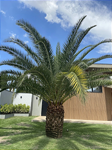 Tamareira Canariense (Phoenix canariensis)