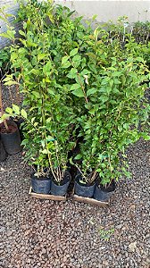 Tumbérgia Arbustiva com 1 metro