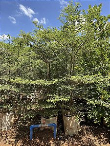 Sete Copas Africana (Terminalia mantaly)