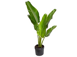 Ravenala (Árvore do Viajante)