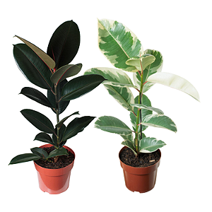 Ficus Elastica