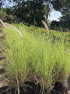 Capim do Texas Verde