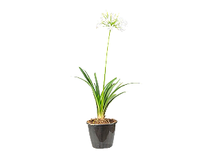 Agapanto Branco (Agapanthus africanus)