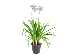 Agapanto Azul (Agapanthus africanus)