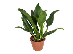 Filodendro Pacová (Philodendron martianum)