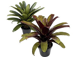 Bromélia Imperial (Alcantarea imperialis)