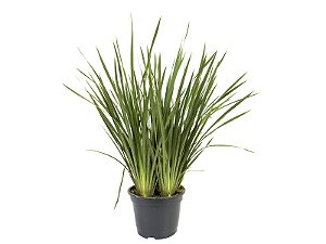 Moréia Branca (Dietes iridioides)