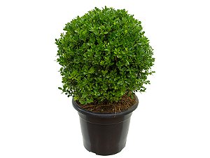 Buxinho (Buxus sempervirens)