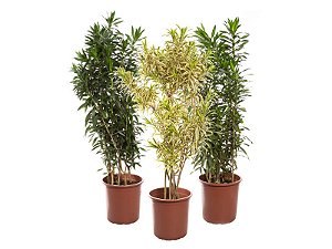 Pleomele (Dracaena reflexa)