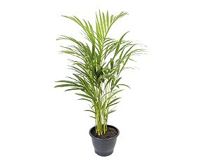 Palmeira Areca Bambu