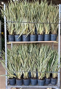 Dionela (Dianella tasmanica)