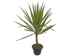 Yucca