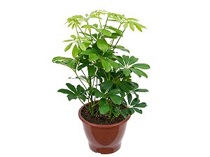 Schefflera