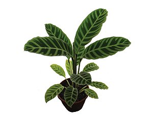 Maranta zebrina